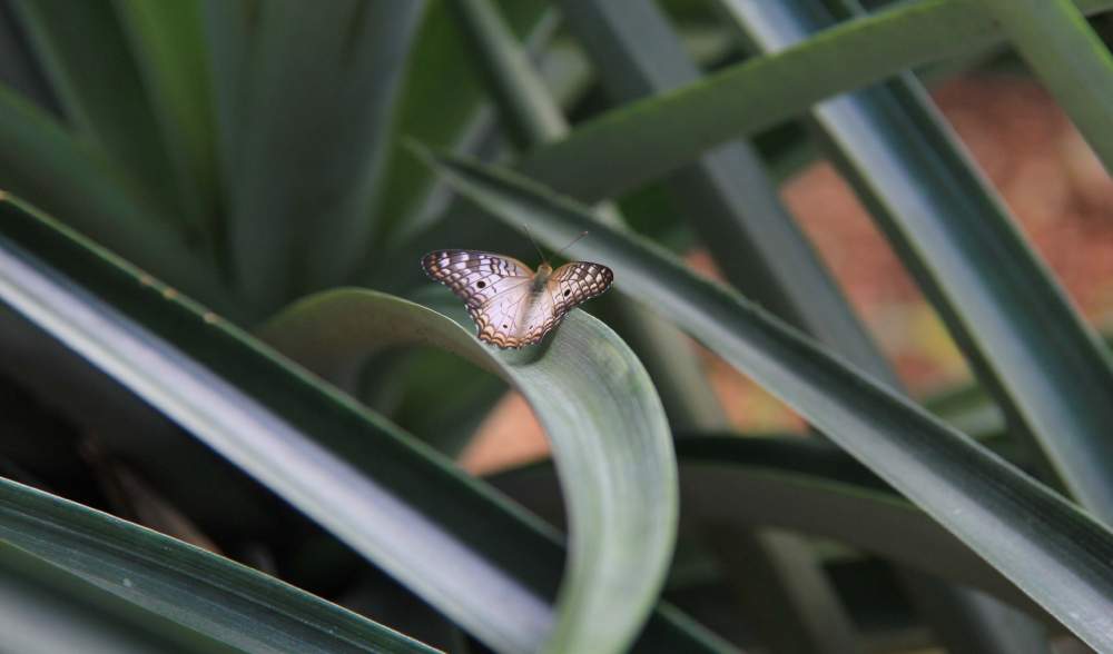 Butterfly-Botanical-Tours