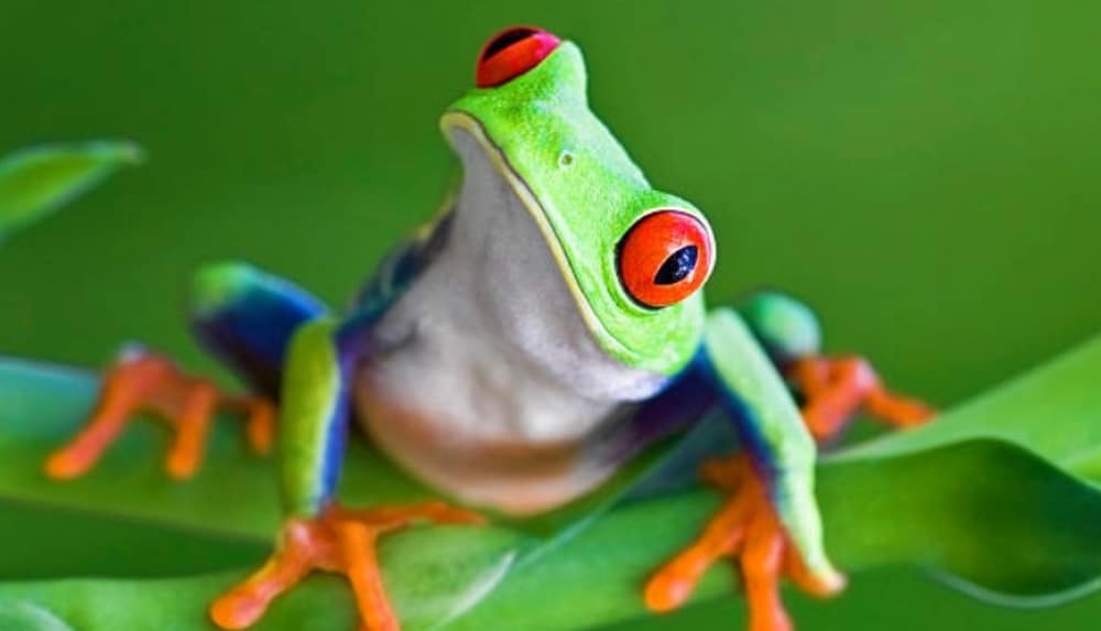 green frog in Manuel Antonio National Park
