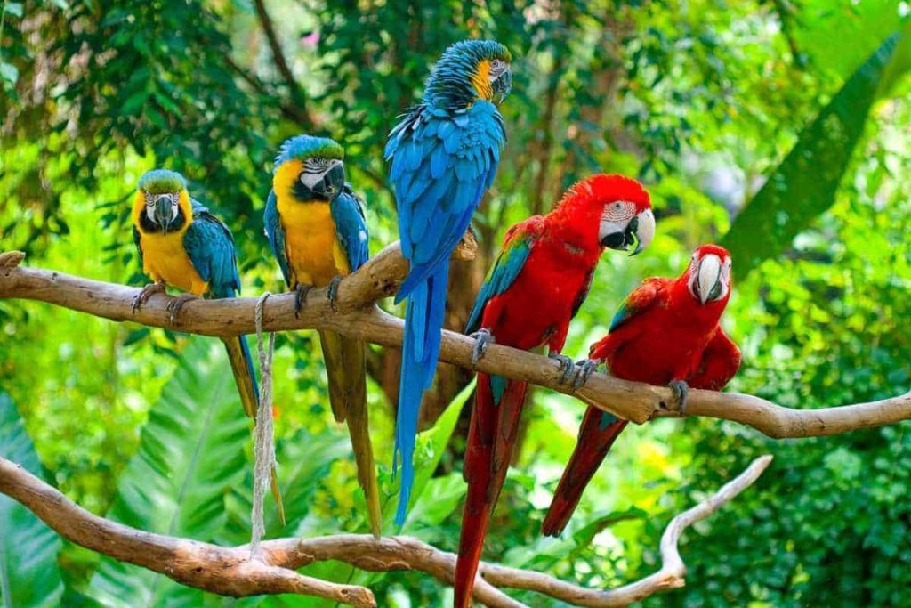 Macaws in Manuel Antonio National Park