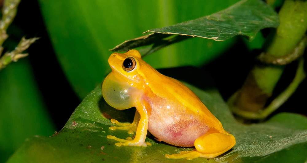 Mangrove Night Tour Manuel Antonio Costa Rica