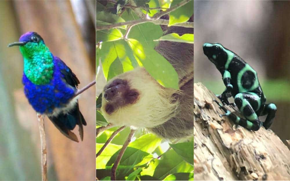 Manuel Antonio National Park Tour Costa Rica