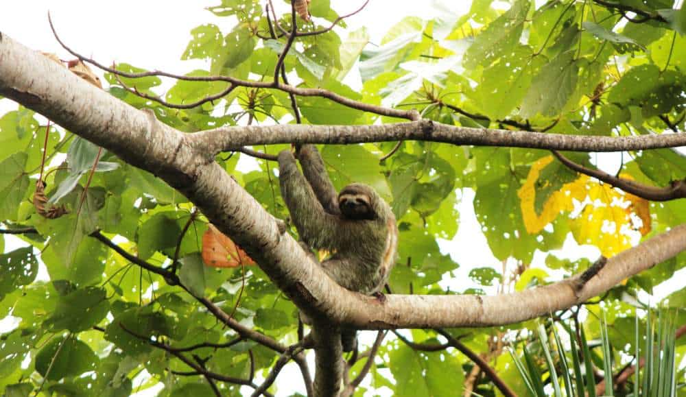 Rainmaker Guided tour Manuel Antonio Costa Rica