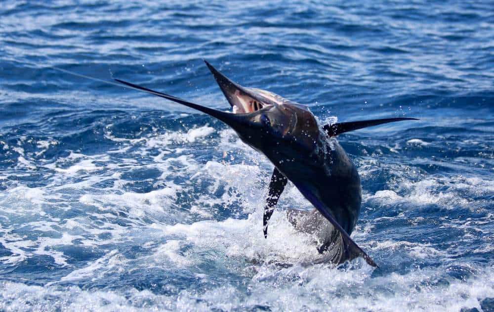 Sport Fishing Manuel Antonio Costa Rica