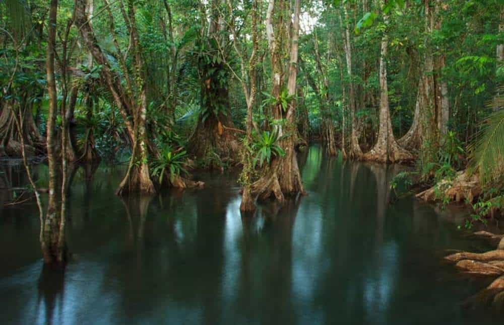 Damas Island Mangrove Estuary Tour Manuel Antonio Costa Rica