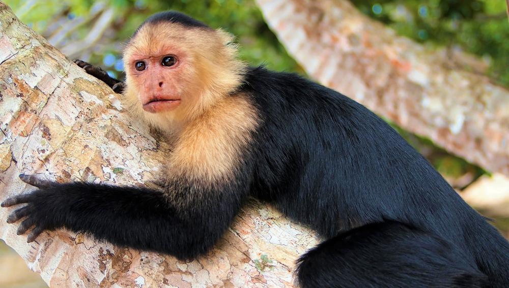 capuchin monkey in manuel antonio national park