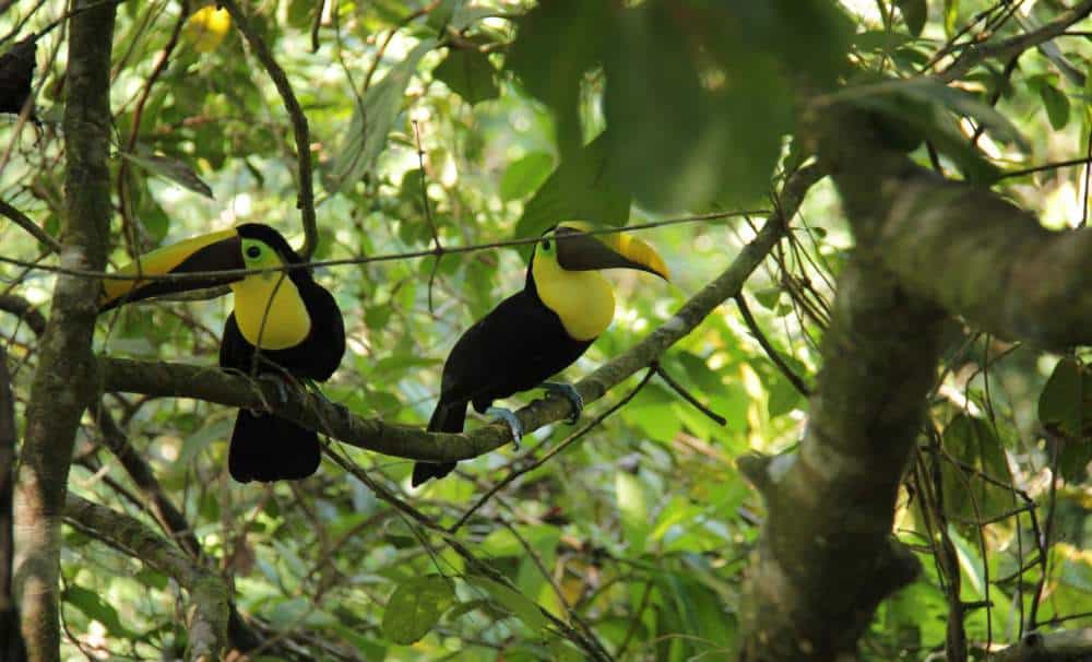 Birding Manuel Antonio Costa Rica