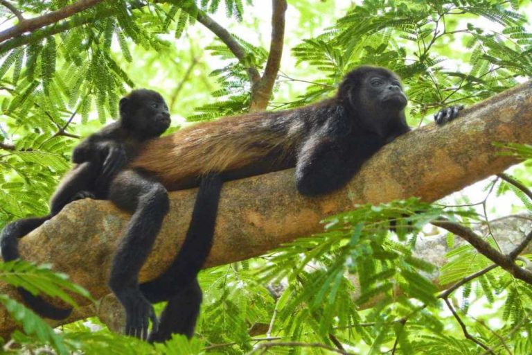 howler monkeys in Manuel Antonio Park