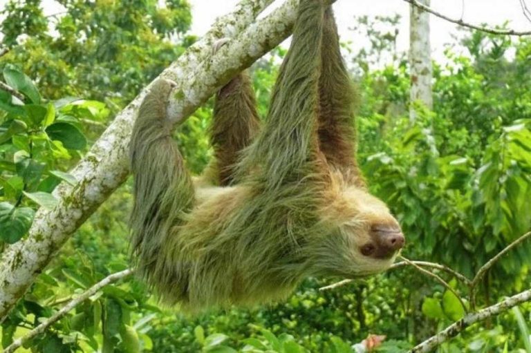 costa rica best family resorts