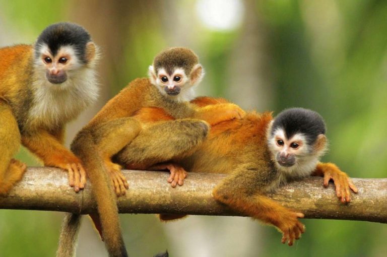 costa rica family friendly resorts