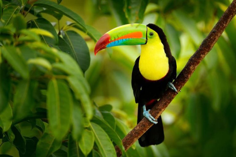 Vacation rentals in Manuel Antonio