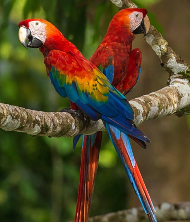 Macaws in Manuel Antonio National Park