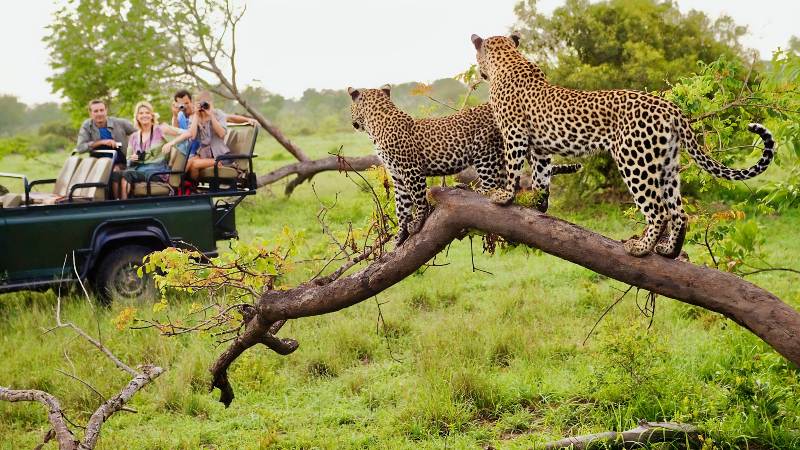 African safari tours, one of the great places for milestone trips