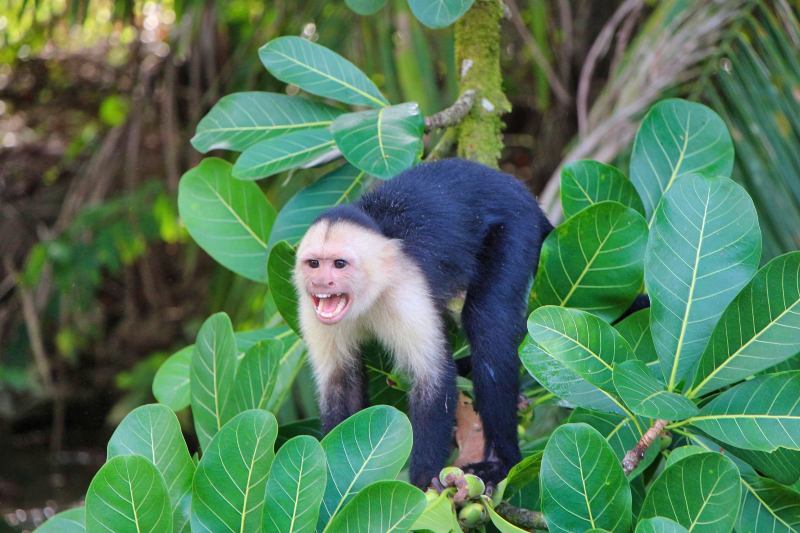 Capuchin monkey a.k.a white faced monkeys in Costa Rica