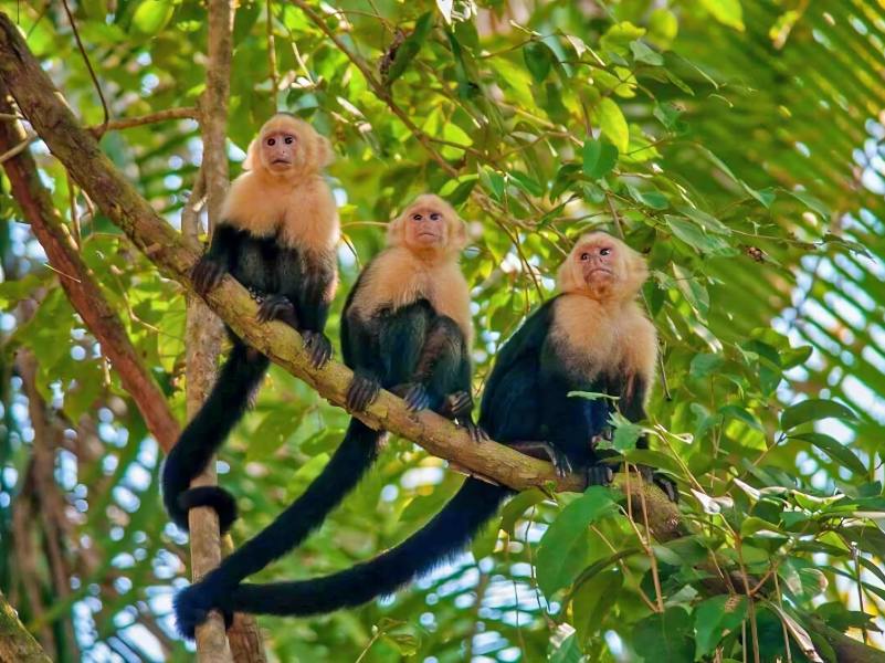 capuchin monkeys at Damas Island Mangrove