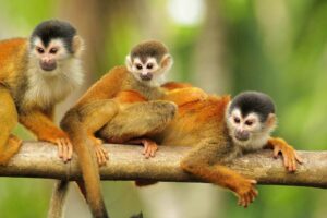 Costa Rica monkeys in their natural habitat