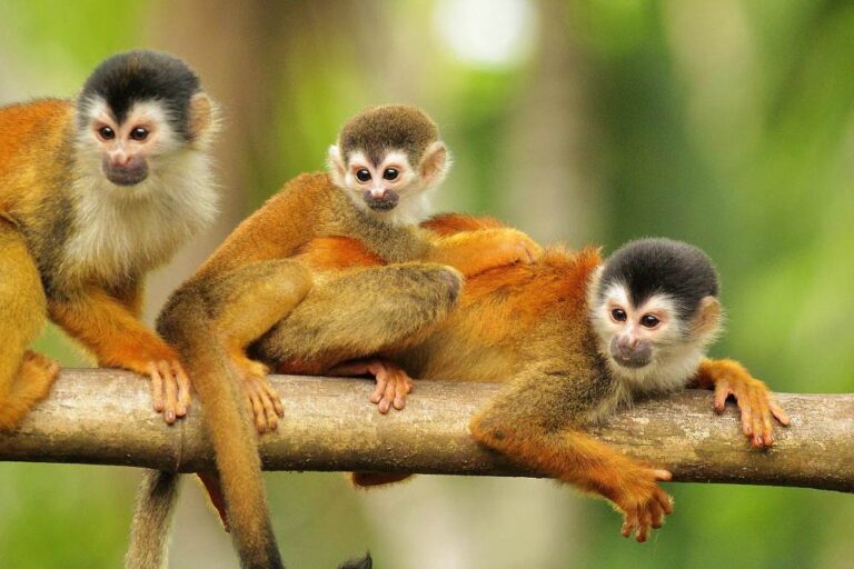 Costa Rica monkeys in their natural habitat