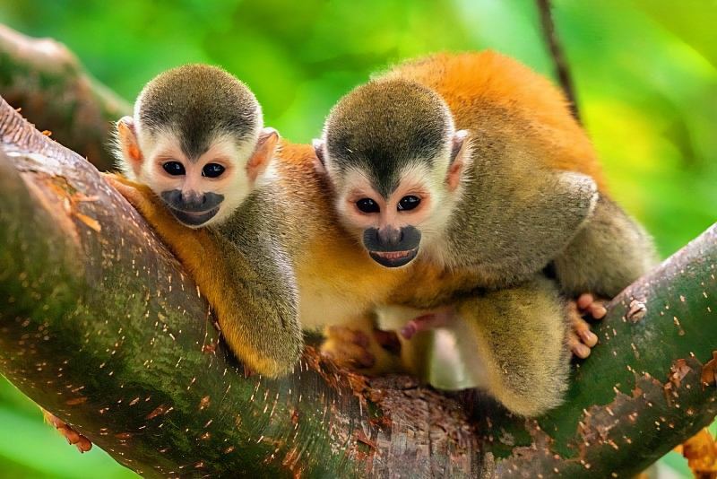 endangered species in Central America, squirrel monkeys in Costa Rica