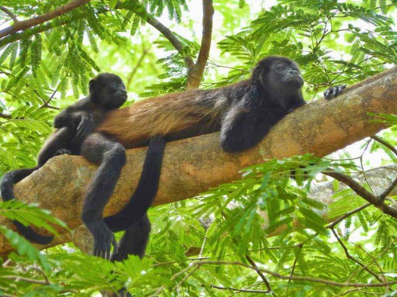 howler monkey with baby in Costa Rica, one of the monkey species of Costa Rica