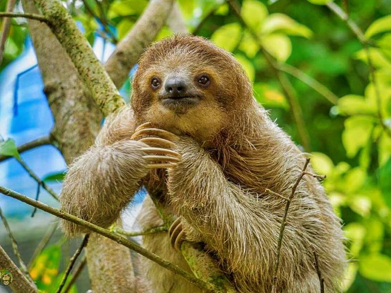 sloth in Manuel Antonio Costa Rica