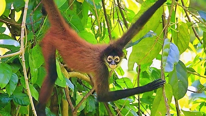 geoffroy's spider monkeys species in Costa Rica with a prehensile tail