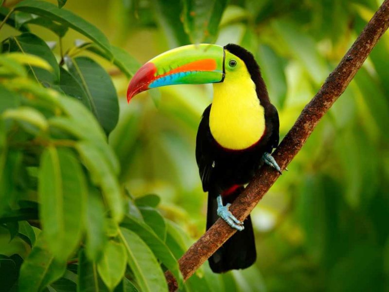 Toucan in Manuel Antonio Park