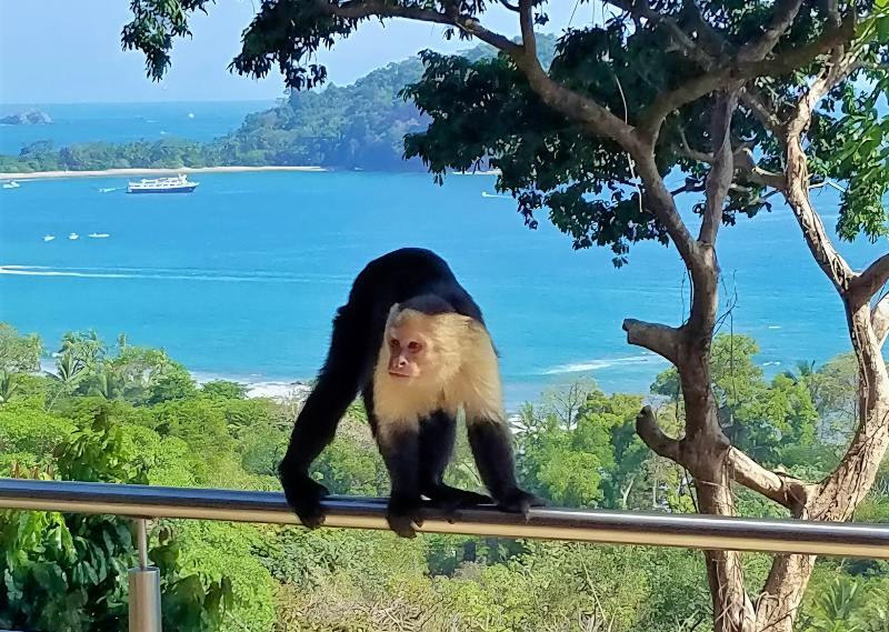 One of the four monkey species, white face monkeys in Costa Rica